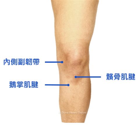 膝蓋長毛怎麼辦|膝關節會痛？了解位置原因、看哪科及舒緩方法改善膝。